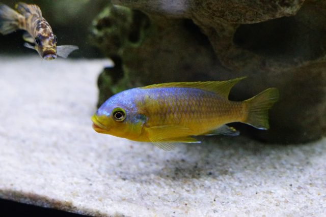 Petrotilapia flaviventris