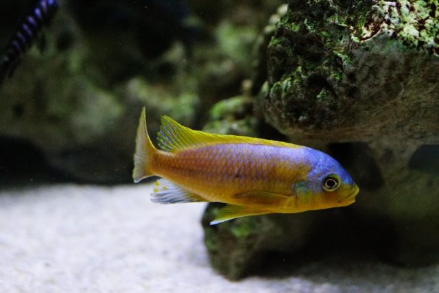 Petrotilapia flaviventris Chiteko (samec)