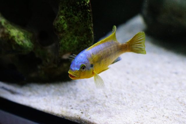 Petrotilapia flaviventris Chiteko (samec)