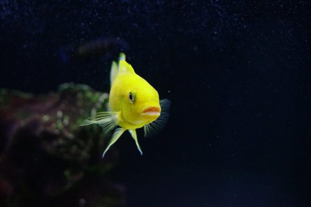 Petrotilapia xanthos Gallireya Reef (samec)