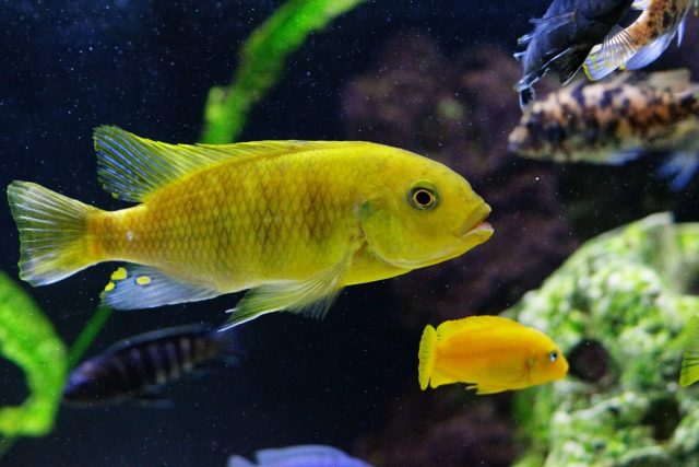 Petrotilapia xanthos Gallireya Reef (samec)