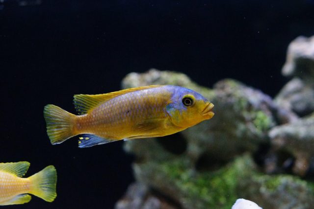 Petrotilapia flaviventris Chiteko (samec)