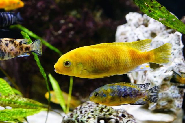 Petrotilapia xanthos Gallireya Reef (samec)