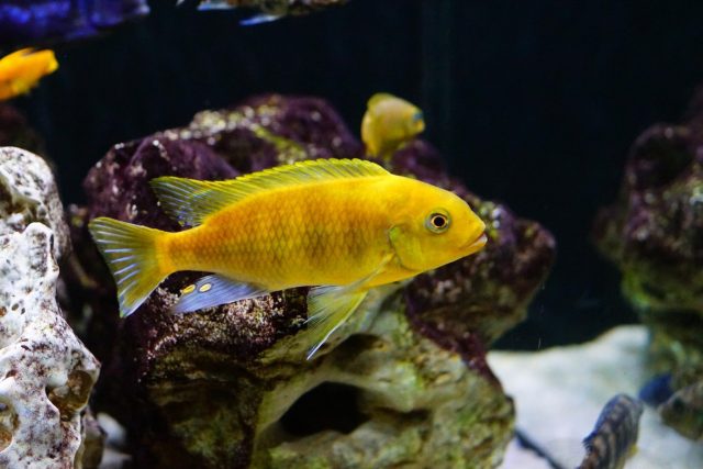 Petrotilapia xanthos Gallireya Reef (samec)