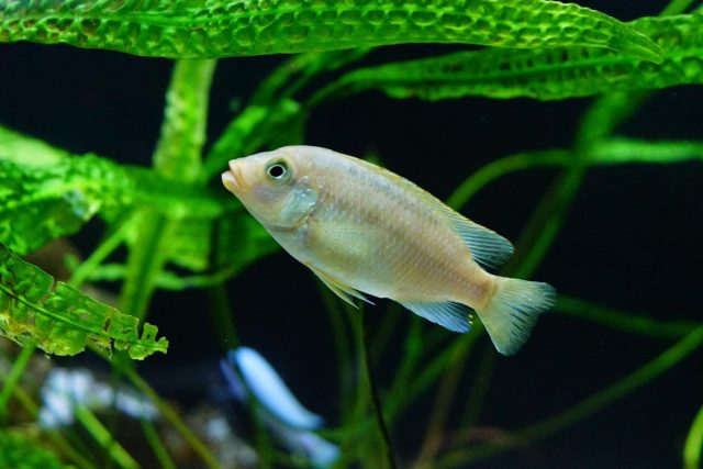 Petrotilapia flaviventris Chiteko (samice)