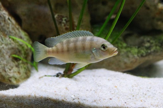 Petrotilapia flaviventris Chiteko (samice)