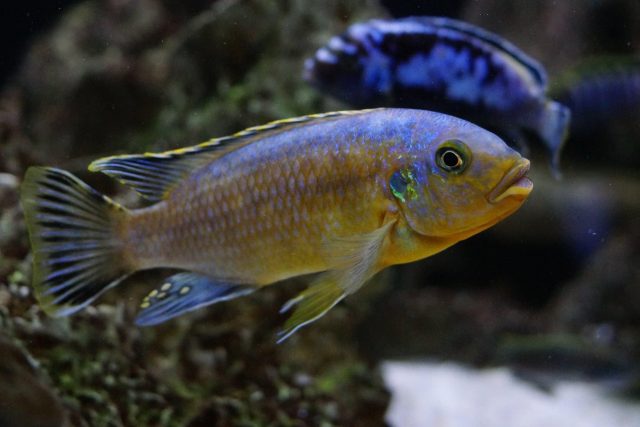 Petrotilapia genalutea Chimwalani Reef 