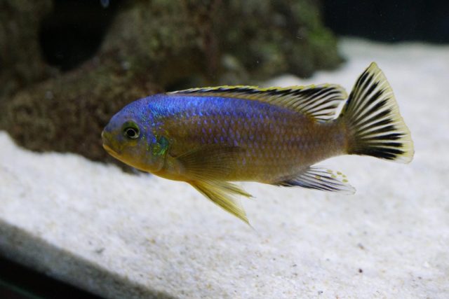 Petrotilapia genalutea Chimwalani Reef 