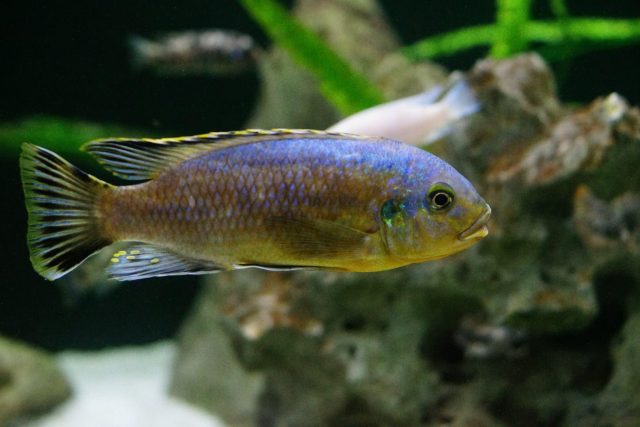 Petrotilapia genalutea Chimwalani Reef 