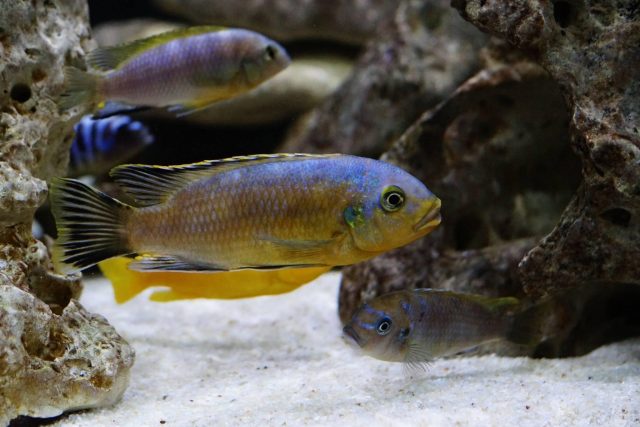 Petrotilapia genalutea Chimwalani Reef 