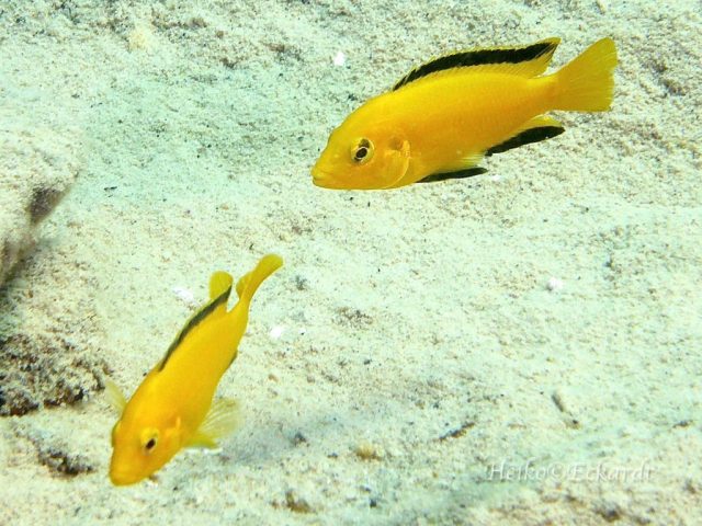 Labidochromis caeruelus Lion's Cove