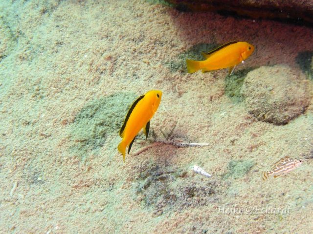 Labidochromis caeruelus Lion's Cove