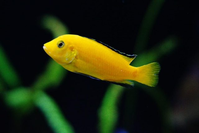 Labidochromis caeruelus Mbowe Island