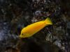 Labidochromis caeruelus Mbowe Island