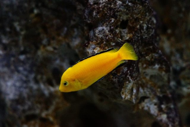 Labidochromis caeruelus Mbowe Island