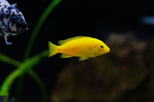 Labidochromis caeruelus Mbowe Island (samice)