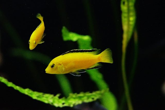 Labidochromis caeruelus Mbowe Island