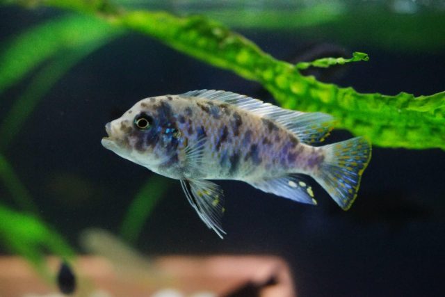 Metriaclima zebra Chiteko