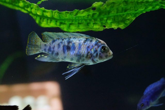 Metriaclima zebra Chiteko