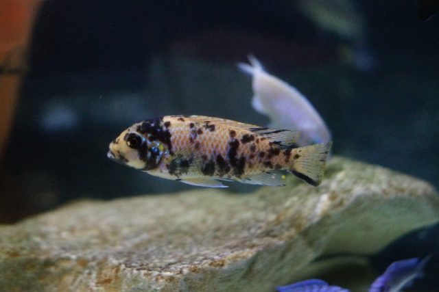 Metriaclima zebra Chiteko