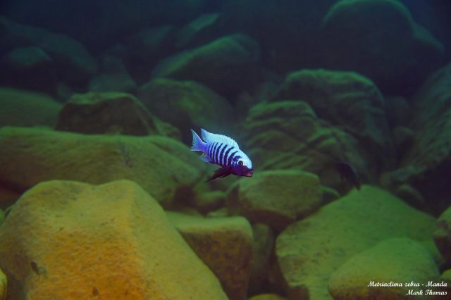 Metriaclima zebra Manda (samec)