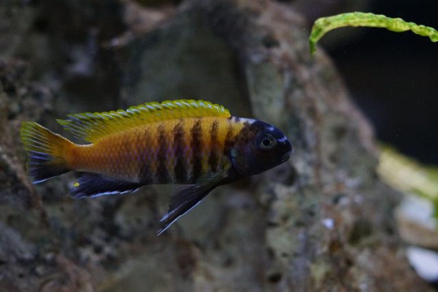 Tropheops sp. 'red fin' Charo (samec)