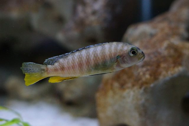 Tropheops sp. 'red fin' Charo (samice)