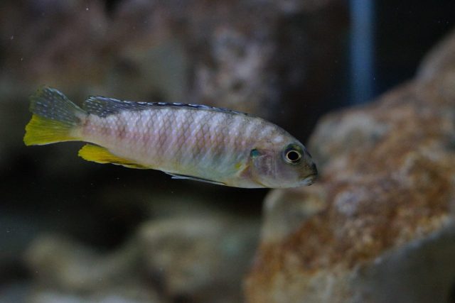 Tropheops sp. 'red fin' Charo (samice)