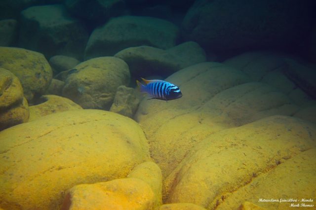 Metriaclima fainzilberi Manda