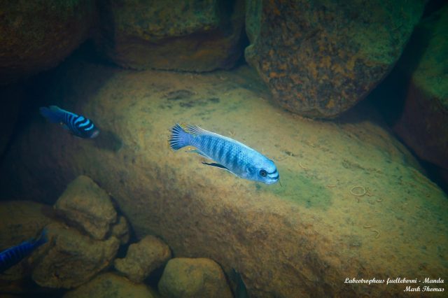 Labeotropheus fuelleborni Manda (samec)