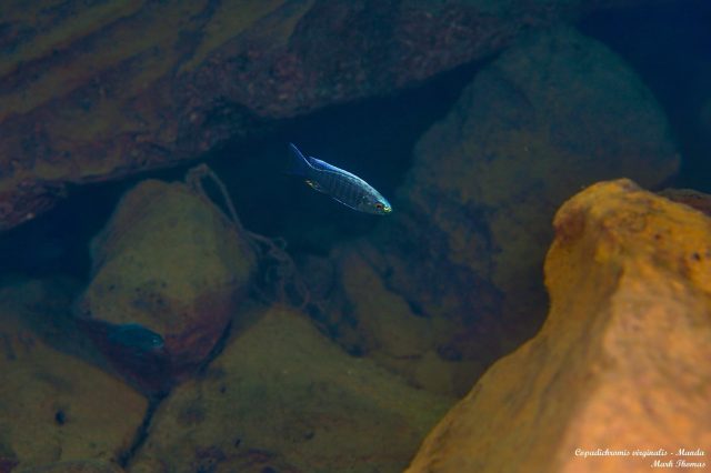 Copadichromis virginalis