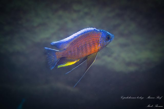 Copadichromis borleyi