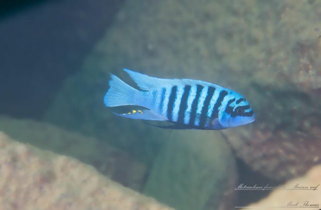 Metriaclima fainzilberi Maison Reef (samec)