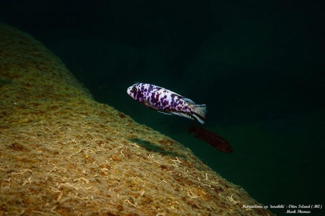 Metriaclima tarakiki Otter Point (MC samec)