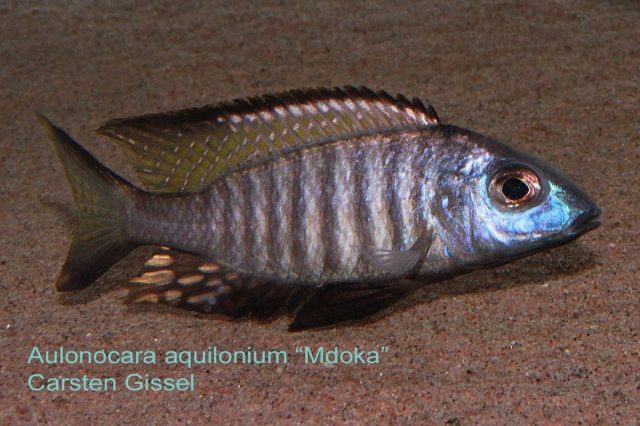 Aulonocara aquilonium Mdoka Reef (samec)