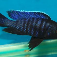 Copadichromis sp. ‚kawanga‘