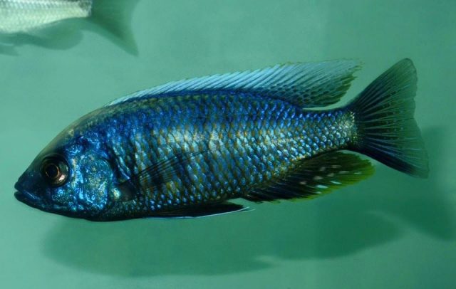 Copadichromis chrysonotus Mumbo Island