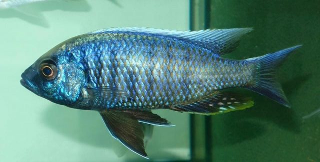 Copadichromis chrysonotus Mumbo Island