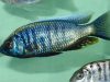 Copadichromis chrysonotus