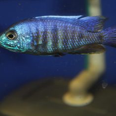 Copadichromis verduyni