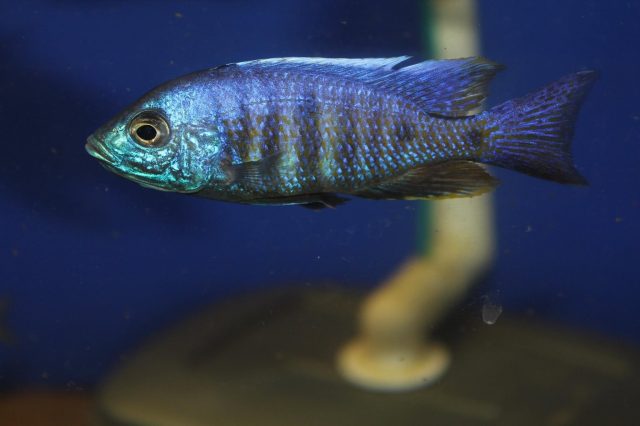 Copadichromis verduyni