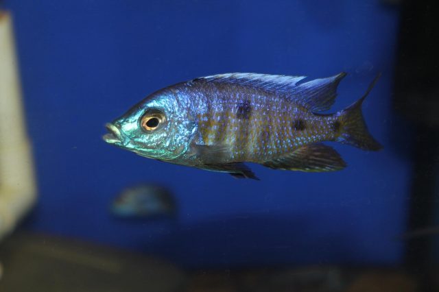 Copadichromis verduyni Chidunga