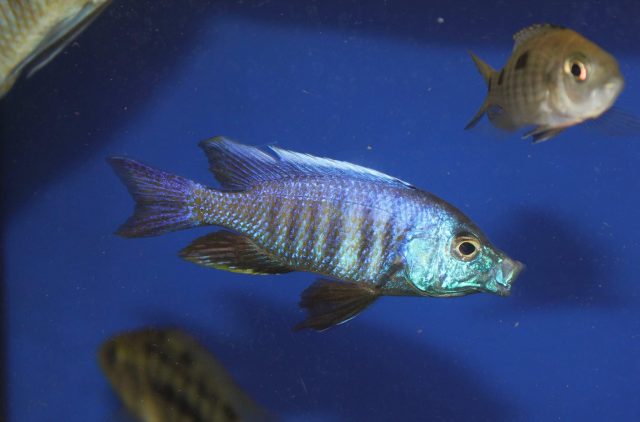 Copadichromis verduyni Chidunga