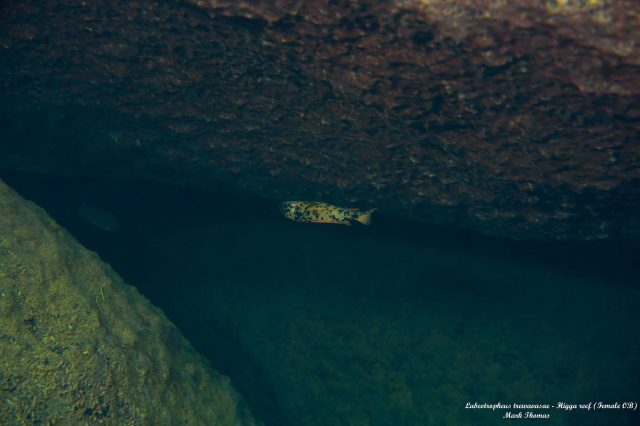 Labeotropheus trewavasae (OB samice)