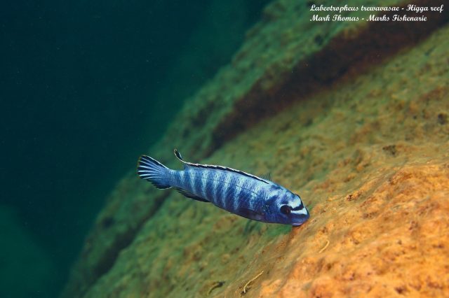 Labeotropheus trewavasae (samec)