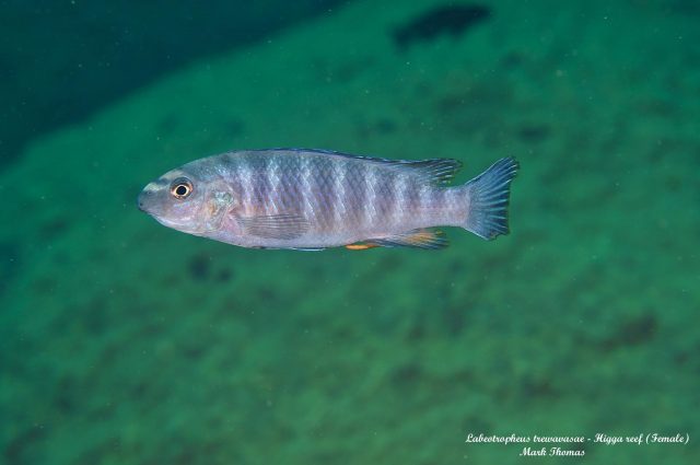 Labeotropheus trewavasae (samice) 