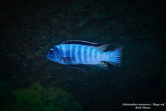 Labeotropheus trewavasae (samec)