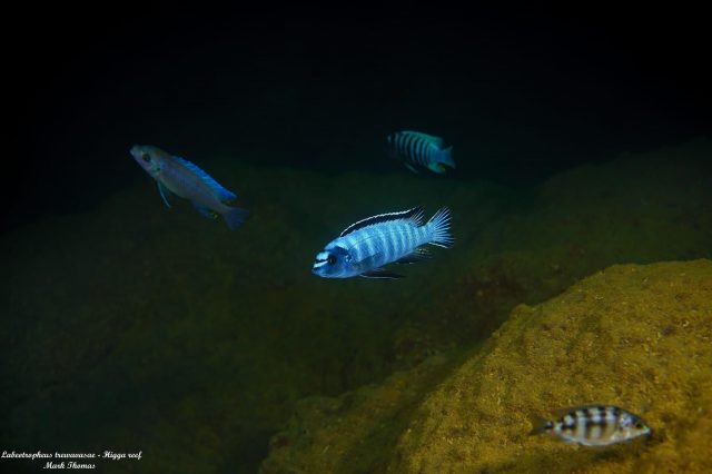 Labeotropheus trewavasae (samec)