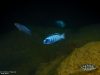 Labeotropheus trewavasae (samec)