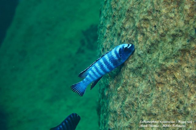 Labeotropheus trewavasae (samec)